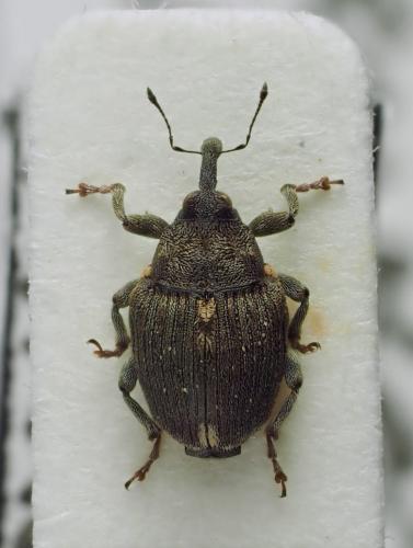 Réf. 282 701 : Stenocarus sp.
